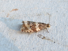 Olethreutes glaciana
