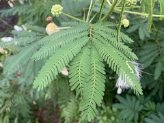 Zapoteca portoricensis