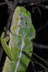 Furcifer major