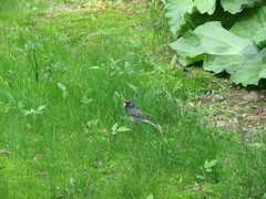 Junco hyemalis image