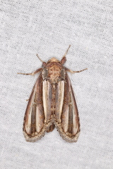 Rifargia picta