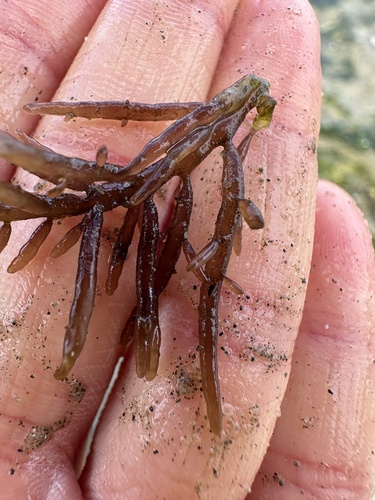 Image of Sarcodiotheca gaudichaudii by no rights reserved