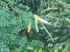 Adenanthera microsperma