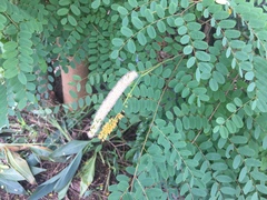 Adenanthera microsperma