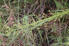 Alepidea setifera