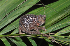 Furcifer lateralis