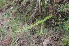 Alepidea setifera