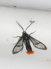 Phoenicoprocta vacillans