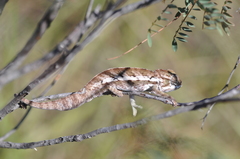Furcifer