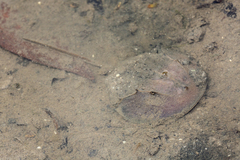 Carcinoscorpius rotundicauda