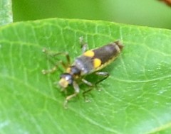 Trypherus