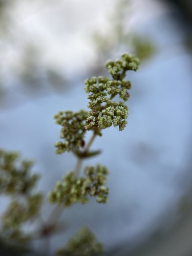 Image of Paronychia chartacea by no rights reserved