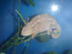 Furcifer verrucosus