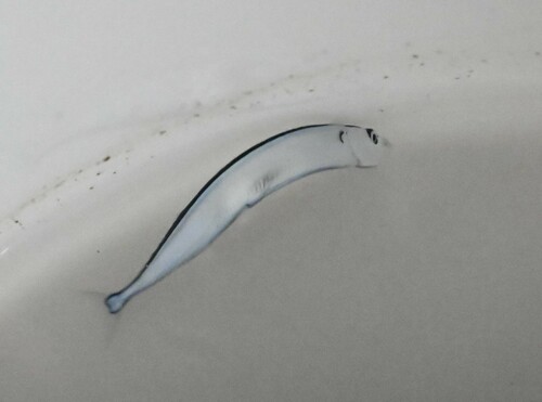 Mackerel-pike (Cololabis saira) — Scomberesocidae — 3