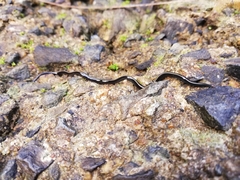 Caenoplana