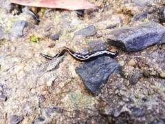 Caenoplana