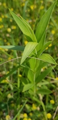 Lilium michiganense