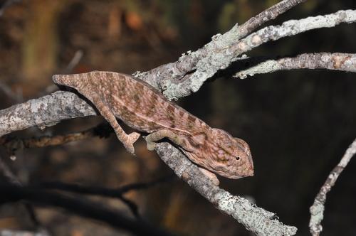 Southern Carpet Chameleon