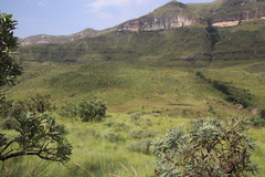 Lotononis lotononoides