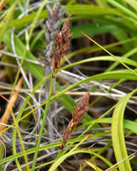 Carex pansa