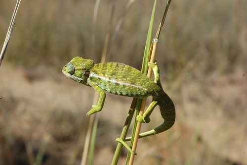 Southern Carpet Chameleon
