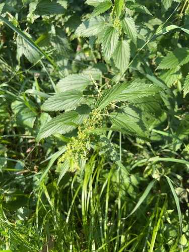 slender stinging nettle