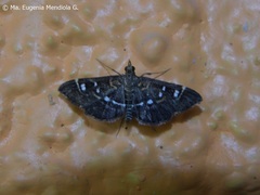Diathrausta