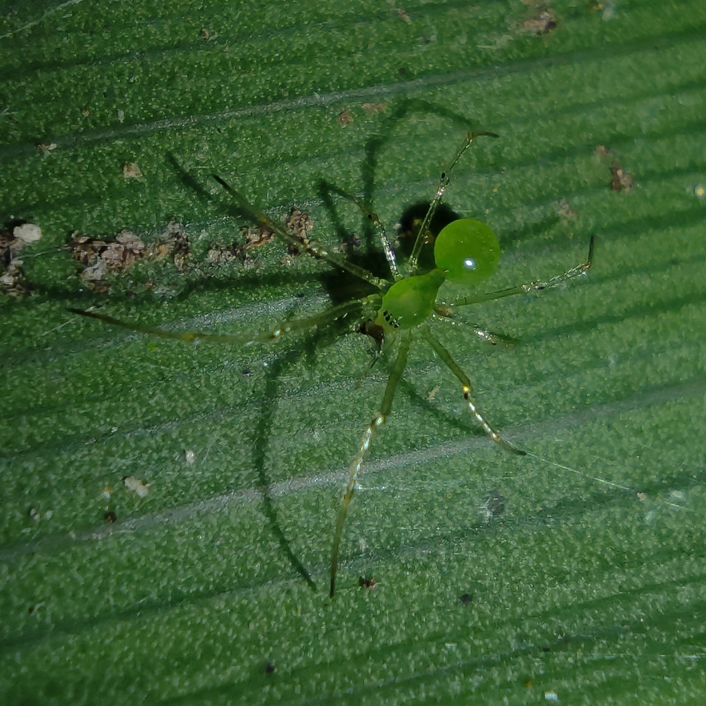 Hetschkia gracilis