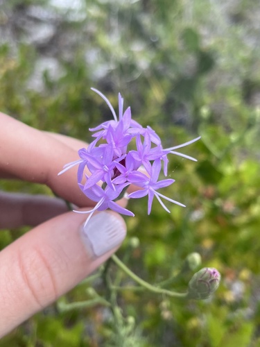 Image of Liatris ohlingerae by no rights reserved