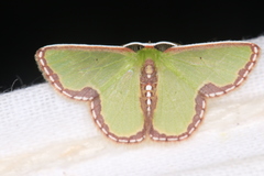 Synchlora expulsata