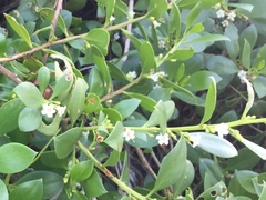 Myoporum boninense