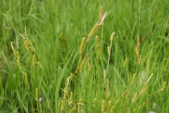 Carex diluta