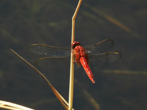 Scarlet Skimmer photo 6