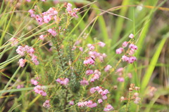Erica aestiva