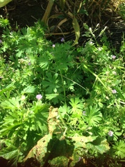 Geranium pusillum