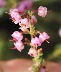 Erica aestiva