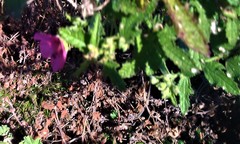Anisodontea scabrosa
