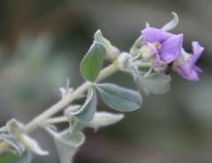 Lotononis lotononoides