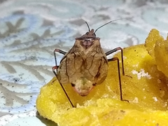 Panstrongylus geniculatus