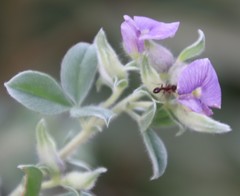 Lotononis lotononoides