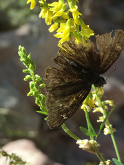 Erynnis afranius