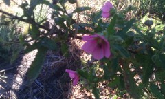 Anisodontea scabrosa
