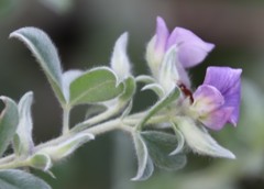 Lotononis lotononoides