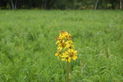 Ligularia glauca