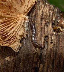 Cleidogonidae