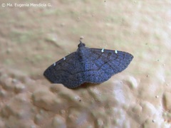 Antiblemma concinnula