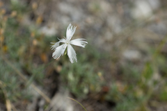 Dianthus lumnitzeri