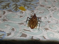 Panstrongylus geniculatus