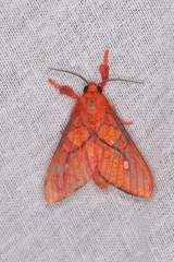 Ernassa sanguinolenta
