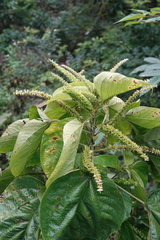 Acalypha angatensis